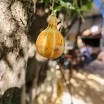 Holiwood Himare