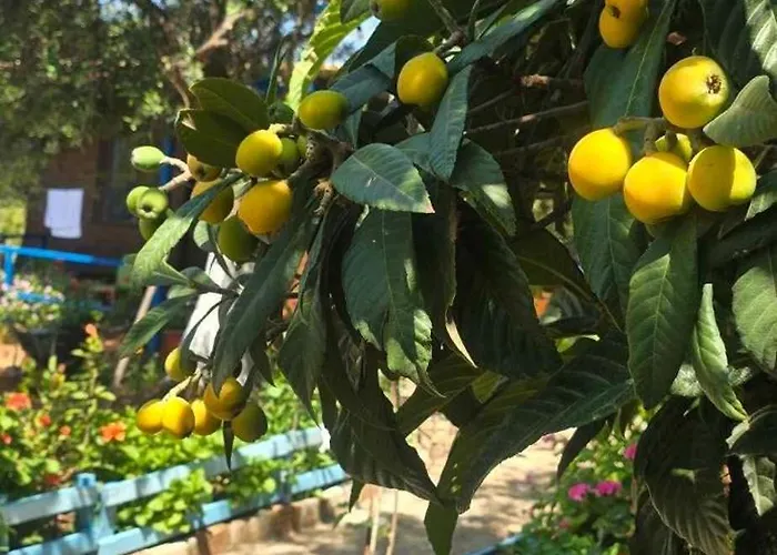 Holiwood Motel Himare